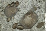 Plate of Fossil Brachiopods and Ostracods - Tennessee #325727-1